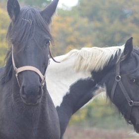 Guided tour of the home for horses Nyt Hesteliv