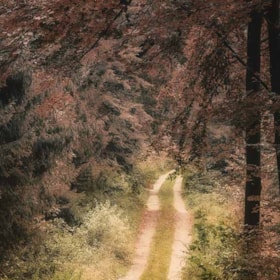 Søndersø Woods