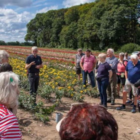 Guided tour of the rose fields