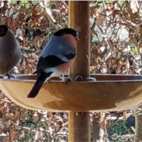 Bustur til Kunstnerhjemmet hos Else Friis og Jørn Anderson