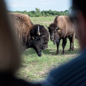 17. tee: Bison & Bobler