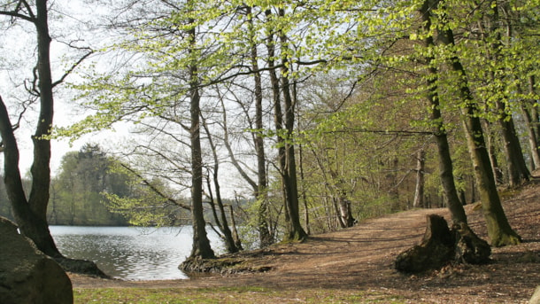 Der Langesøwald bei Morud