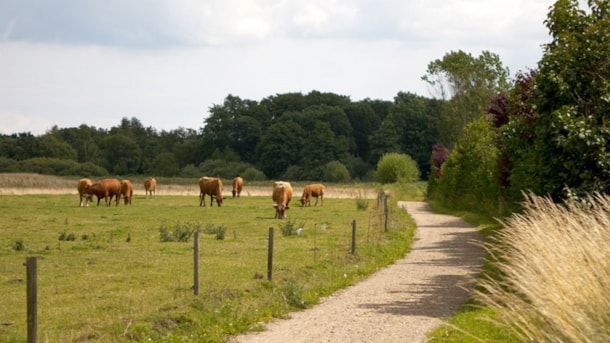 Bondemosen (2,6 km)