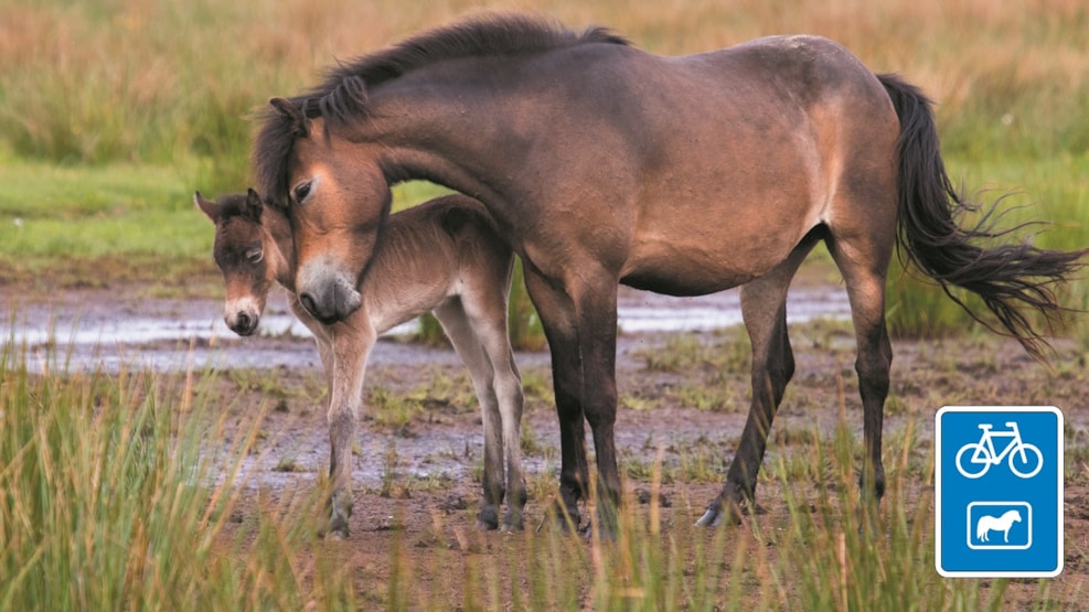 Cycle route: Wild Horses - 37 km