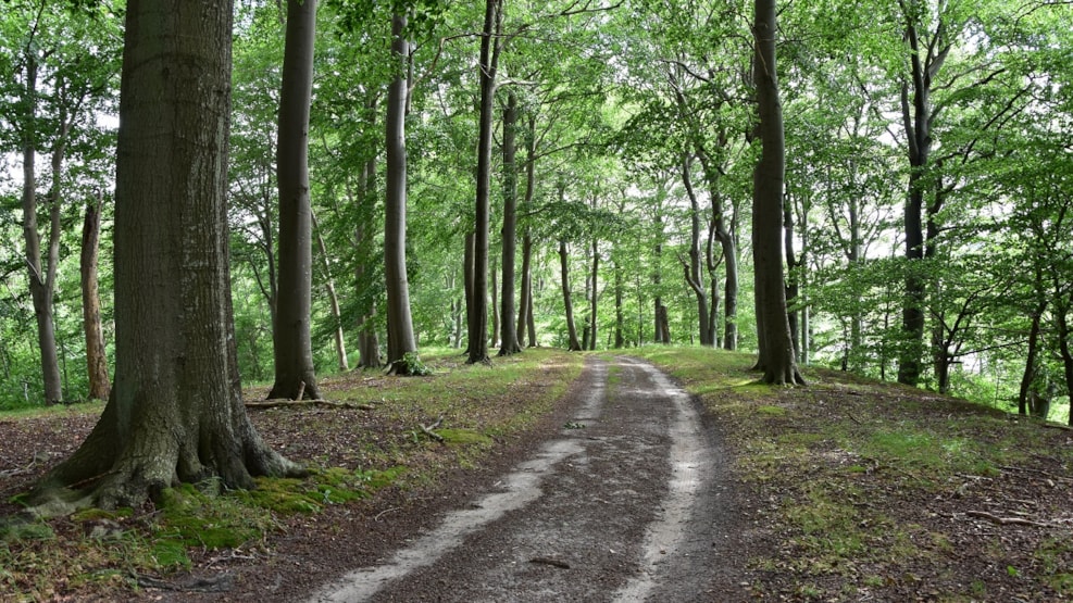 Hiking route: Søholt Storskov - 9,5 km