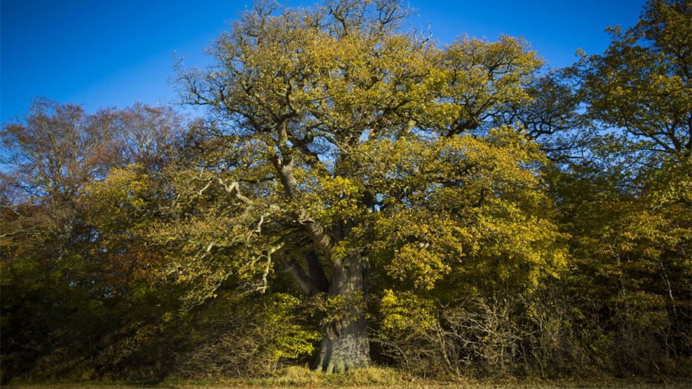 The Valdemar Oak – Denmark’s largest tree