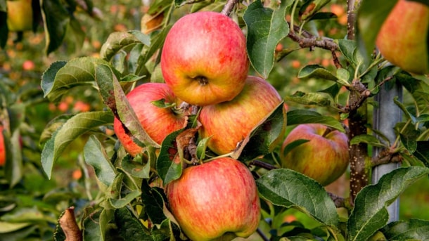 Lolle Fruit Farm Shop