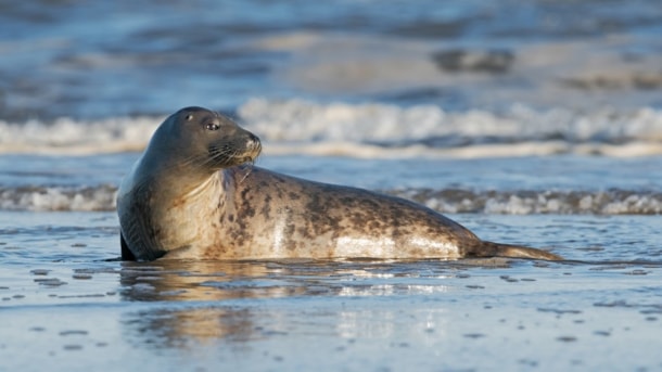 Nysted Seal Safari
