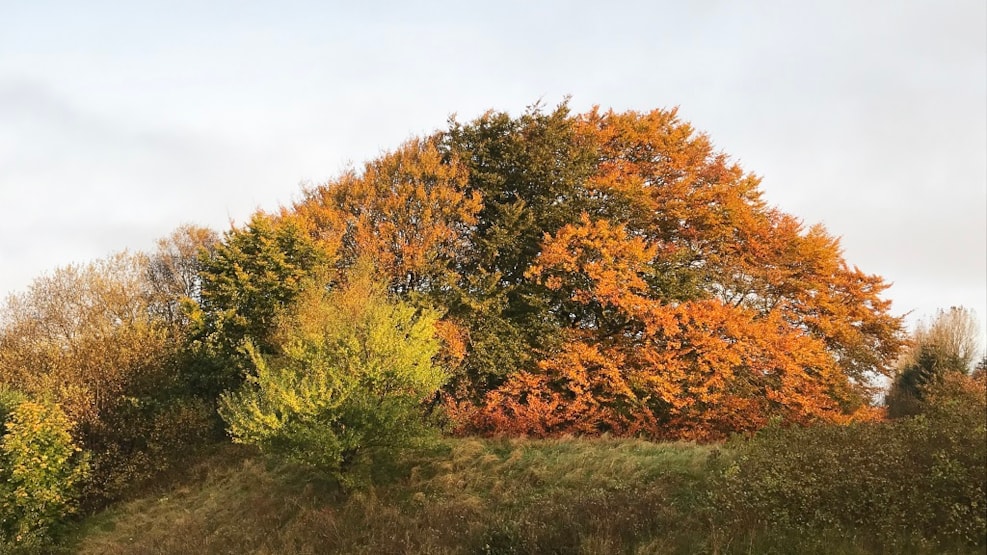 The Emigrant Beech