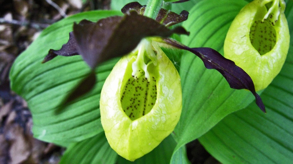 Lady Slipper Orchid