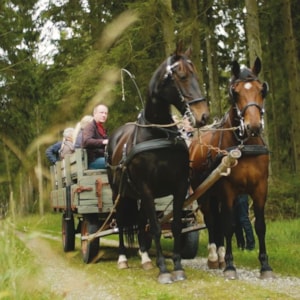 Horseback riding and carriage - Rold Forest