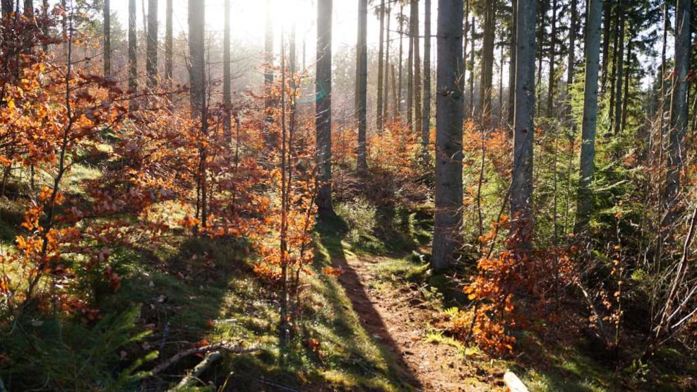 Bjergeskoven l The hilly forest