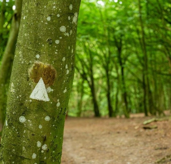 Hiking in Rold Skov / Rold Forest