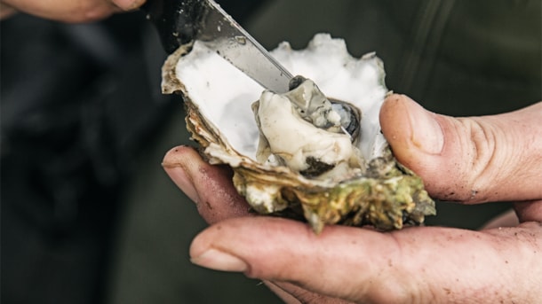 [DELETED] Oyster safari in the Wadden Sea
