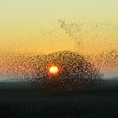 Starling Magic - our nature