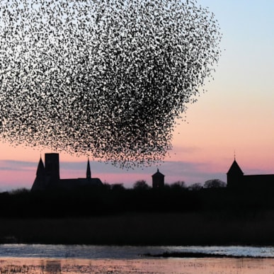 Starling Magic - a natural phenomenon where starlings dance in the evening sky.