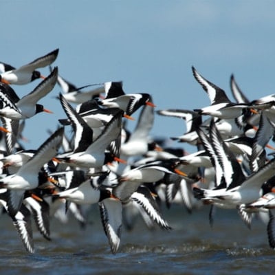 Bird trips in the Wadden Sea - experience up to 15 million migratory birds