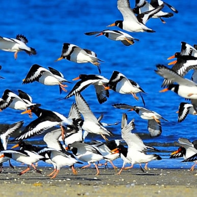 Bird life on Mandø