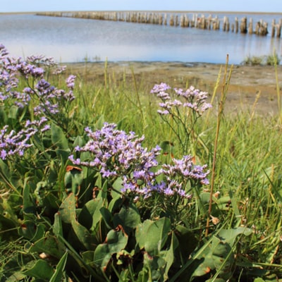 Flora på Mandø