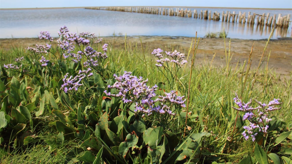 Flora on Mandø