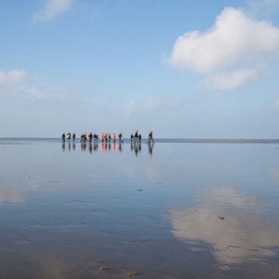 Wadden Sea Foraging Trip - our nature