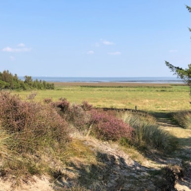 Premium Hiking Route: Fanø Dunes Plantation