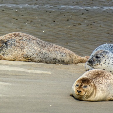 Seal Safari GB| Club Fanø | Fanø