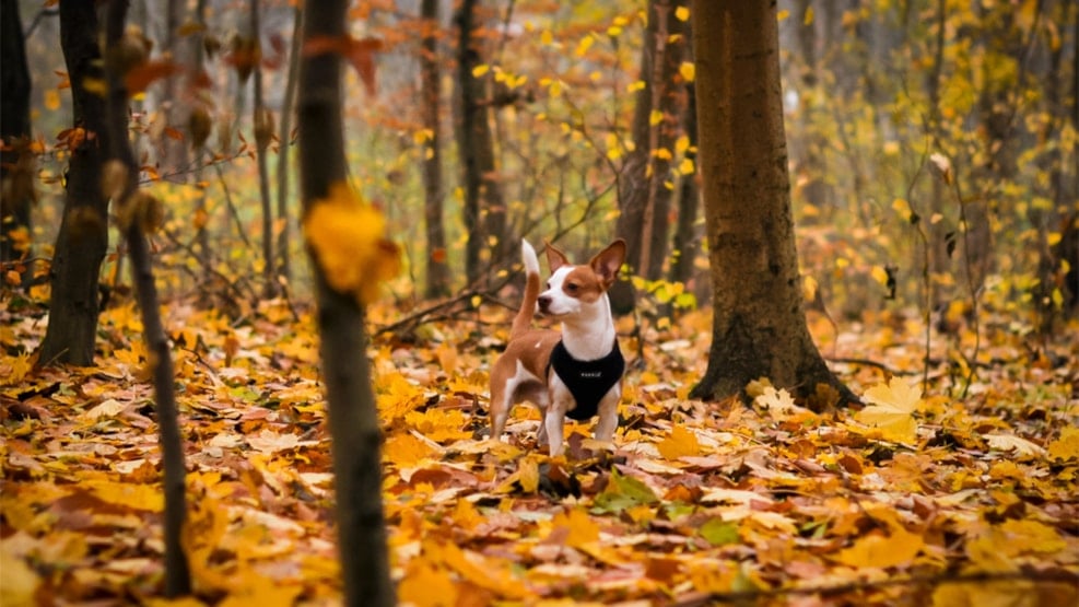 Dog Friendly Forest in Hoverdal Plantage