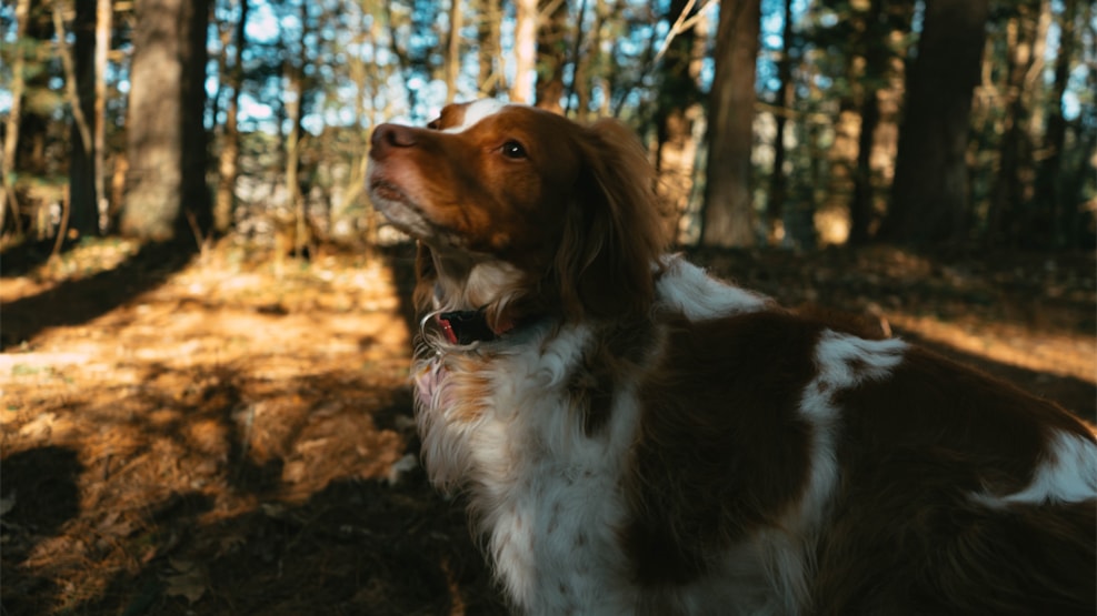 The Dog Friendly Forest by Tarm