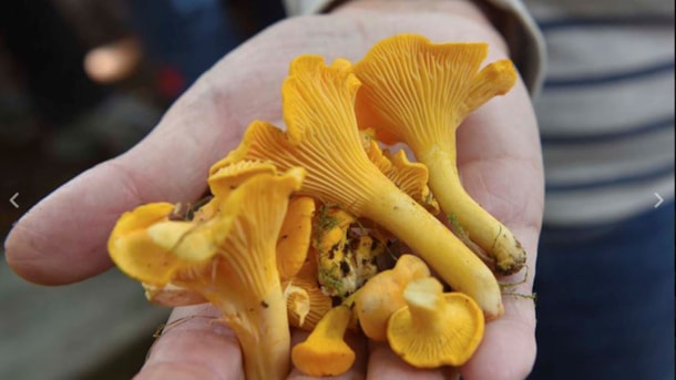 [DELETED] Kostenlose Pilztouren in Oksby Plantage mit Naturführer