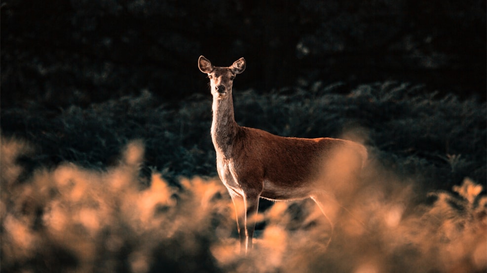 Grærup Langsø – Red deer