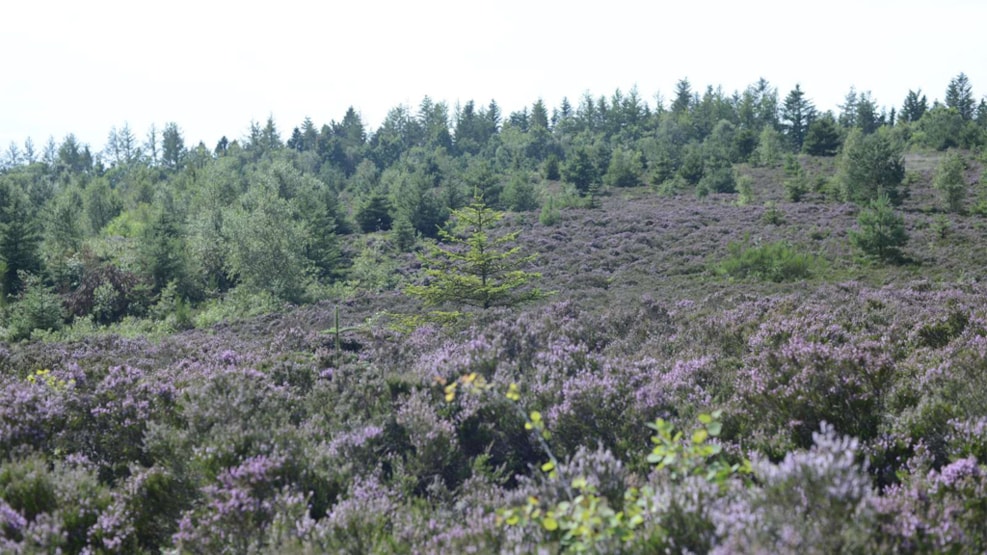 Ulvedalen at the plantation Bjørslev