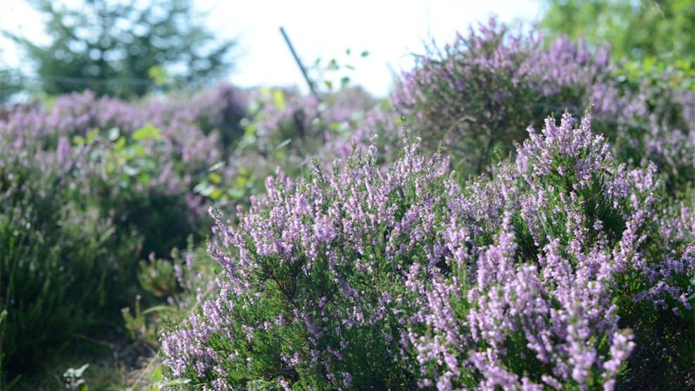 Lønborg Heath