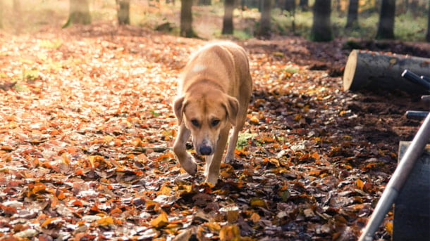 Nørre Nebel Hundewald