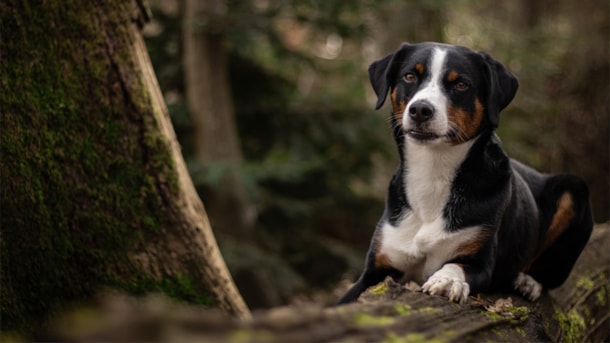 Oksbøl Dog Forest