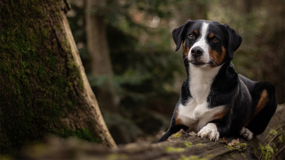 Dog Friendly Forest in Ål Plantage (Oksbøl)