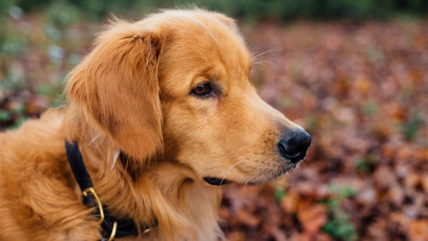 Blåvand Dog Forest