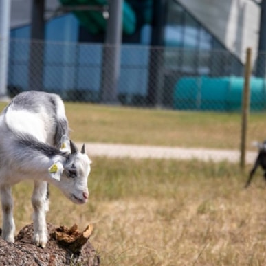 Flap goats at Lalandia 