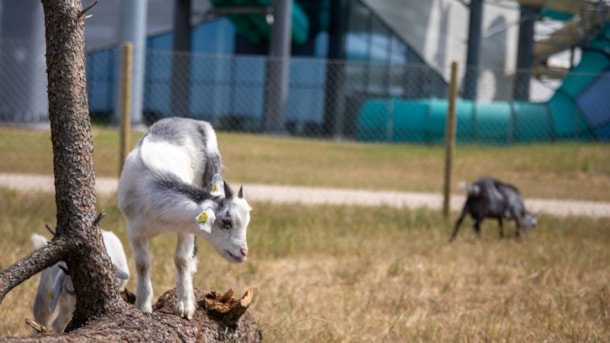 Flap goats at Lalandia 