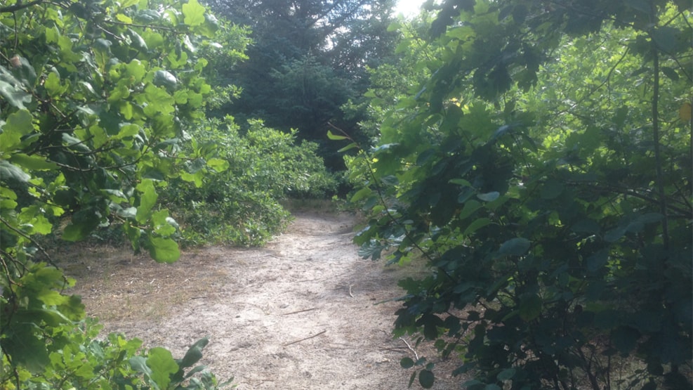 Dog Friendly Forest in Blåbjerg Klitplantage