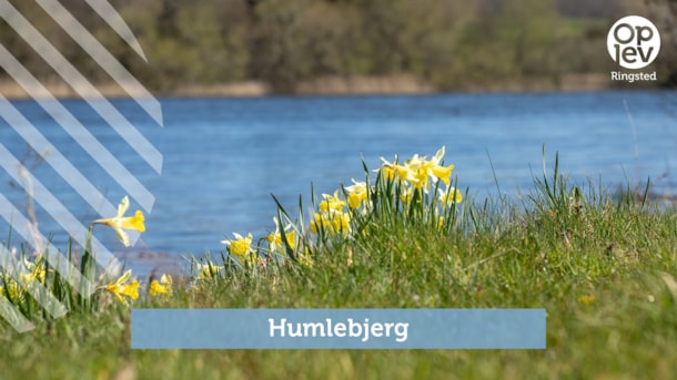 Humlebjerget