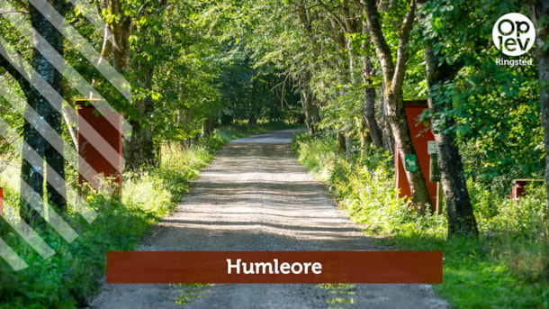 Humleore forest