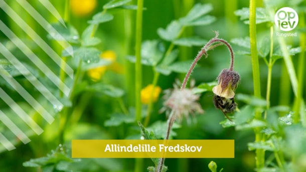 Allindelille Fredskov
