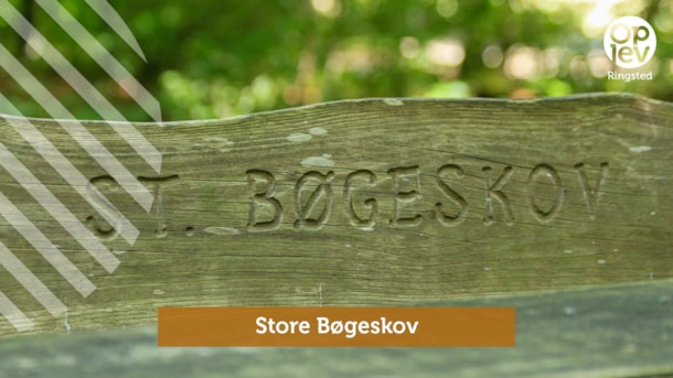 St. Bøgeskov ( Forest )