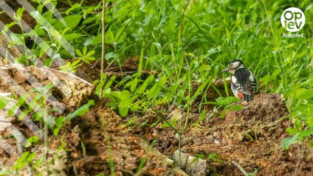 Allindelille Fredskov (forest)