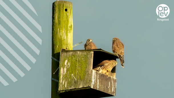 Kværkeby Bird Reserve