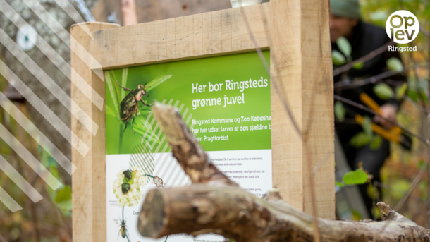 Vrangeskov ( forest )