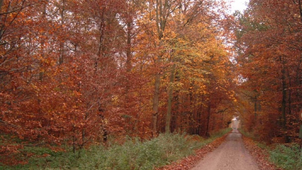 Giesegaard Wood