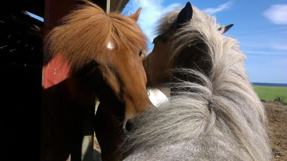 Nørreskiftegaard Icelandic Horses