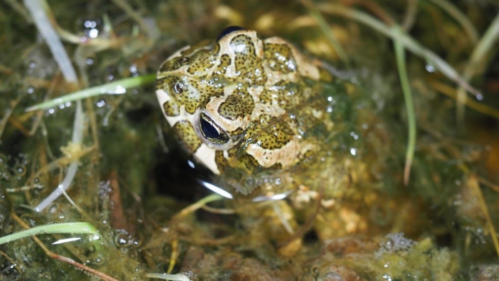The European green toad that was close to extinction
